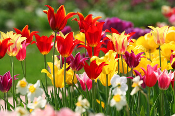 Tulpenfel