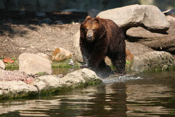 Fototapeta premium bär