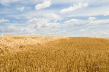 new harvest before pickup into combine