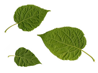 close-up of three leaves