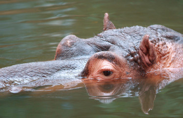 Hippo looking at you
