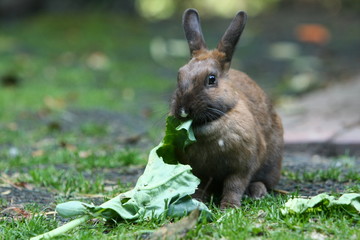 kaninchen © Petra Kohlstädt