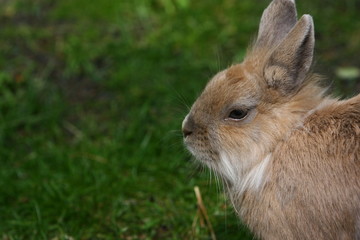 kaninchen
