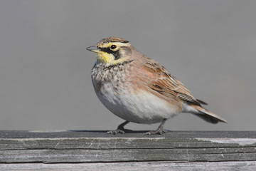 Horned Lark (Eremophila alpestris) 