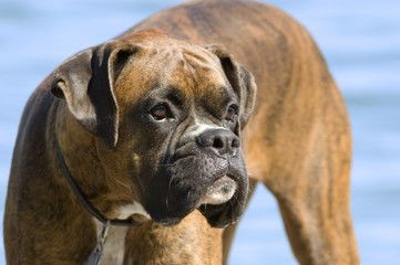 Obraz premium Bulldog Mug