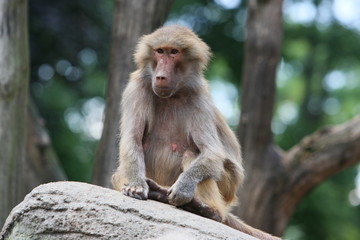 Obraz premium pavian