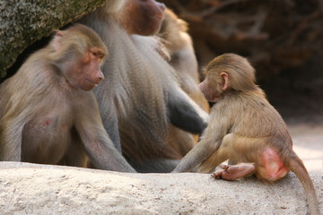 Fototapeta premium pavian