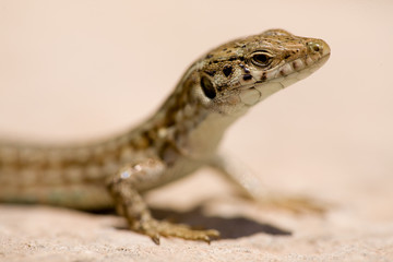 Lizard Macro
