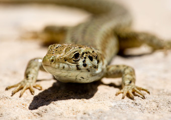 Lizard Macro