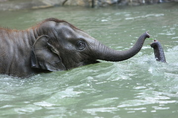 Fototapeta premium elefant