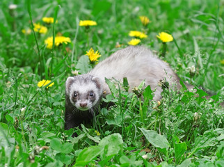 Polecat.