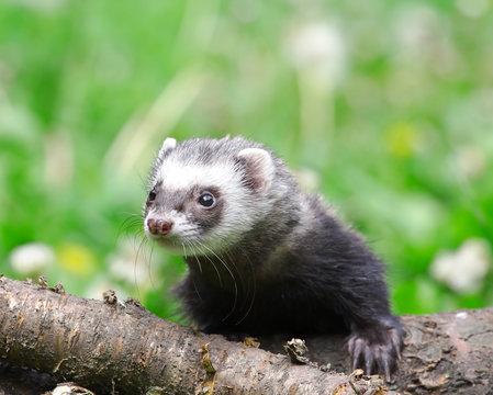 Polecat.