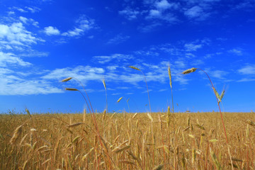 Obraz premium Golden field under blue