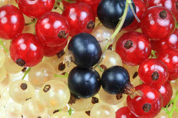 White, black and red currants.