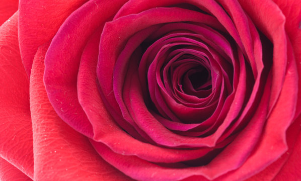 Bocciolo Rosa Rosso in dettaglio