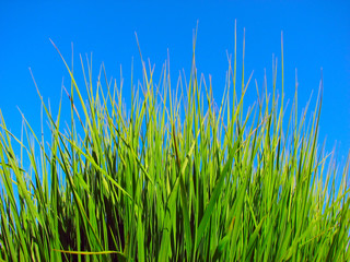 grass