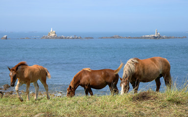 Chevaux &agrave; Tr&eacute;mazan