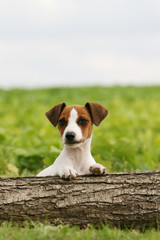   Jack Russel terrier