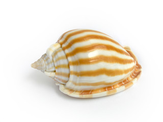 CONCHIGLIA A STRISCE