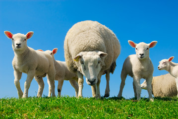 Obraz premium curious lambs in spring