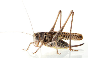 grasshoppers - obrazy, fototapety, plakaty