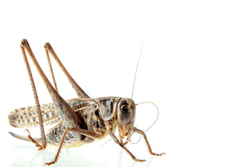 grasshoppers