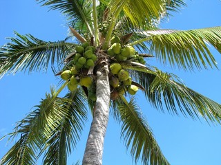 Cocotier explos&eacute;