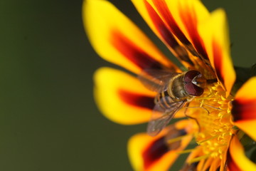schwebfliege