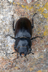 Escarabajo