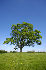 Fototapeta na wymiar Landscape with tree and blue sky