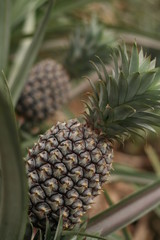 champs d'ananas