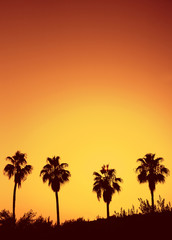 Obraz na płótnie Canvas Palm tree sunset