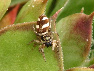 Petite araignée de jardin