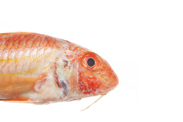 Red Mullet closeup