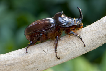 Rhinoceros beetle