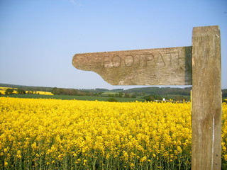 Canola Farm - Footpath through the field