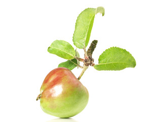 Apfel
