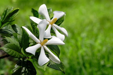 two tropical flowers against grass
