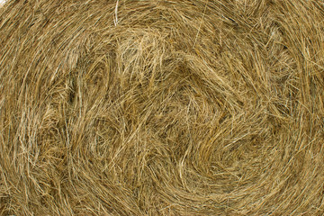 paille fouin herbe fourrage doré bovin agricole fermier