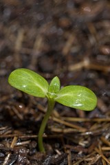 seedling