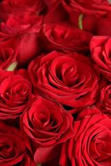 Red roses background, shallow depth of field