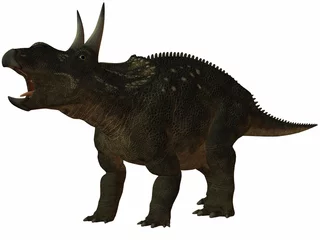 Foto auf Acrylglas Diceratops-3D Dinosaurier © Andreas Meyer