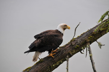 Adler