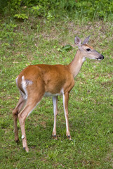 deer