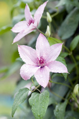 Rose Clematis