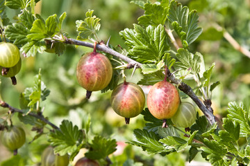 branch of gooseberry