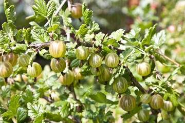 branch of gooseberry