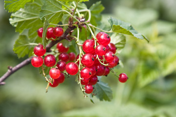 Berries of a red currant