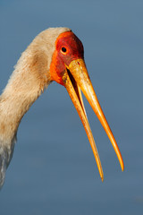 Yellow-billed stork, Kruger National Park, South Africa