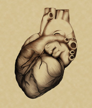 Anatomia illustrata - Il Cuore